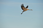 Eurasian crane