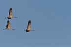 Eurasian cranes
