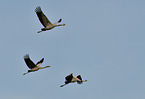 Eurasian cranes