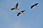Eurasian cranes