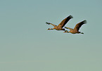 Eurasian cranes