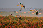 Eurasian cranes
