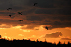 Eurasian cranes