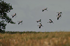 Eurasian cranes