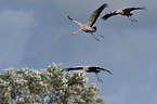 Eurasian cranes