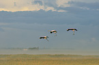 Eurasian cranes