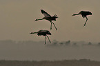 Eurasian cranes