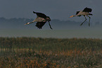 Eurasian cranes