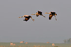 Eurasian cranes