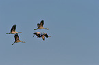 Eurasian cranes