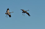 Eurasian cranes
