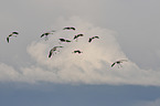 Eurasian cranes