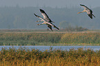 Eurasian cranes