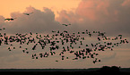 Eurasian cranes