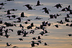 Eurasian cranes