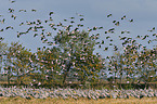 Eurasian cranes