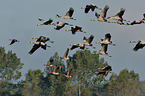 Eurasian cranes