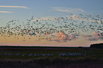 Eurasian cranes