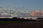 Eurasian cranes