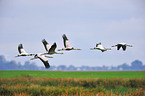 Eurasian cranes