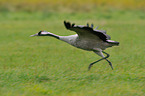 Eurasian crane