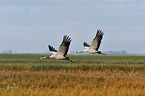 Eurasian cranes