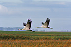 Eurasian cranes