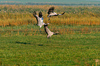 Eurasian cranes