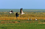 Eurasian cranes