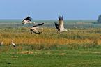 Eurasian cranes