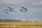 Eurasian cranes