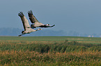 Eurasian cranes