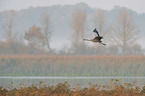 Eurasian crane