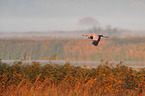 Eurasian crane