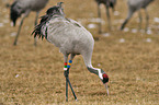 Eurasian crane