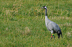 Eurasian crane
