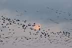 Eurasian crane
