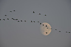 Eurasian crane