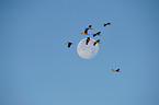 Eurasian crane