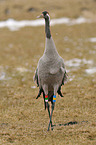 Eurasian crane