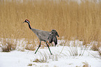 Eurasian crane