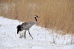 Eurasian crane