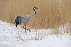 Eurasian crane