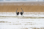 Eurasian cranes