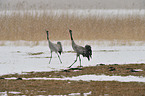 Eurasian cranes