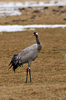 Eurasian crane
