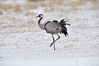 Eurasian crane