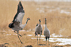 Eurasian cranes