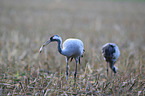 Eurasian cranes