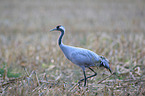 Eurasian crane